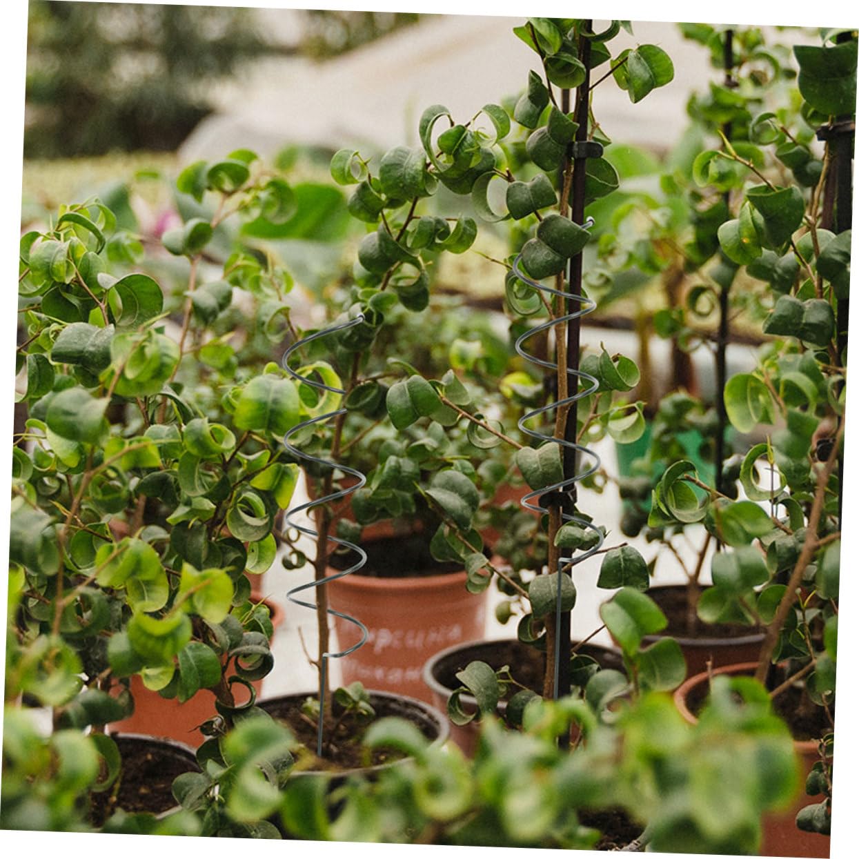 Yardwe Lot de 8 Tuteurs Spirale en Fer pour Plantes Grimpantes, Support Solide et Facile à Insérer, pour Jardin Extérieur et Protection Croissance