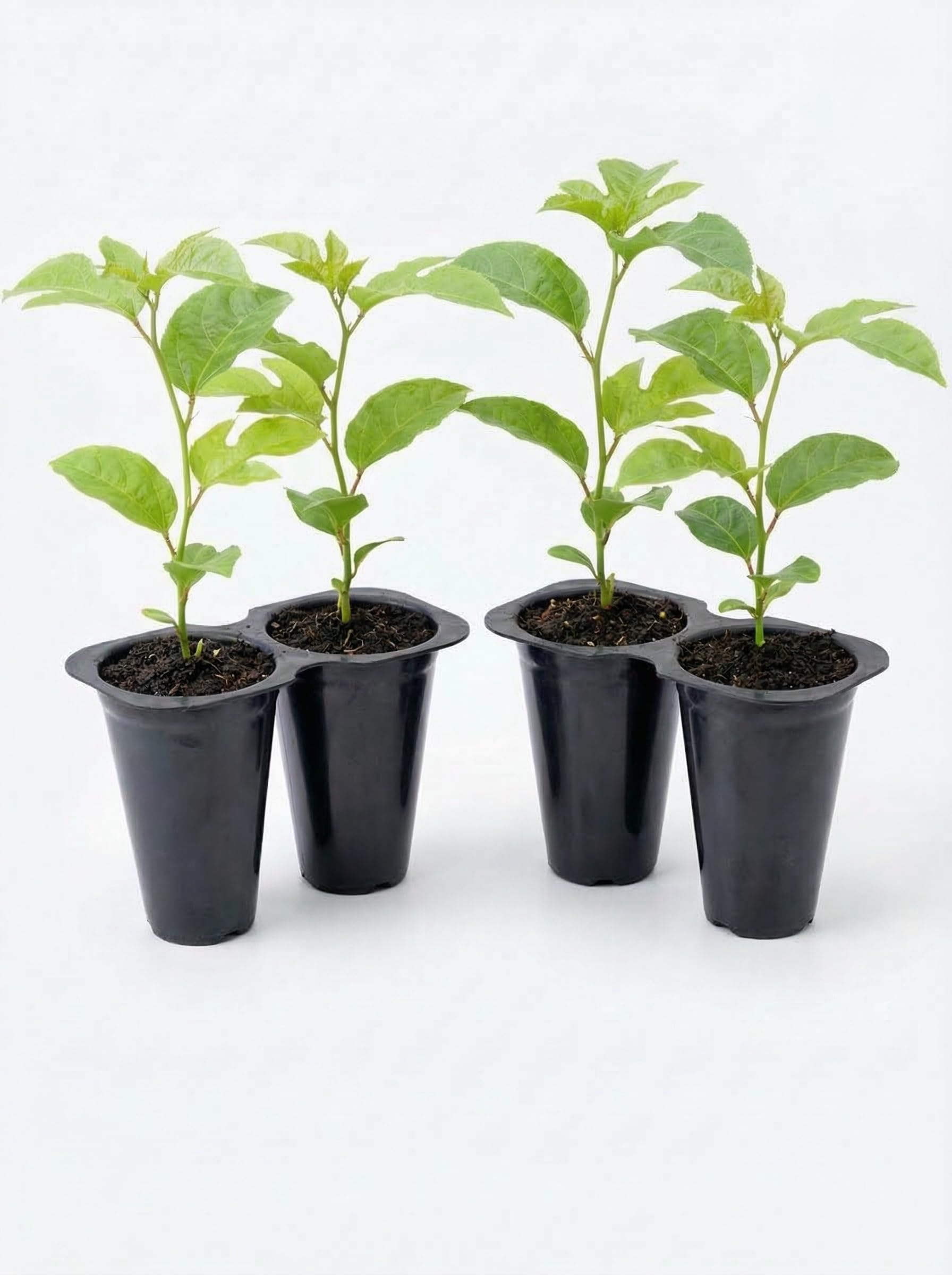 Passion Fruit Possum Purple Price Includes Four (4) Plants