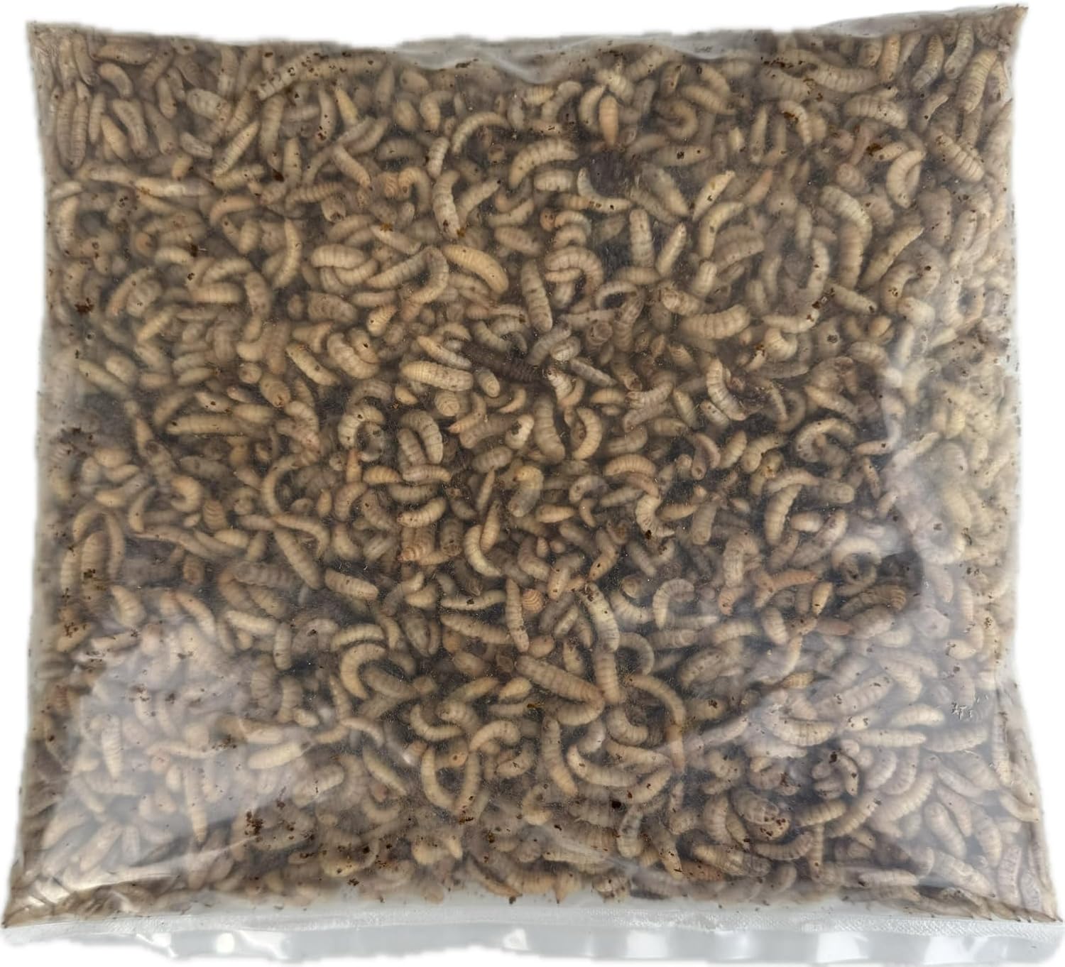 Live Fishing Bait 1 pint (300g) of Live Black Soldier Fly Maggots