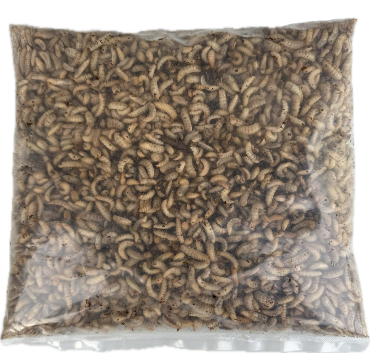 Buy Live Fishing Bait 1 pint (300g) of Live Black Soldier Fly Maggots