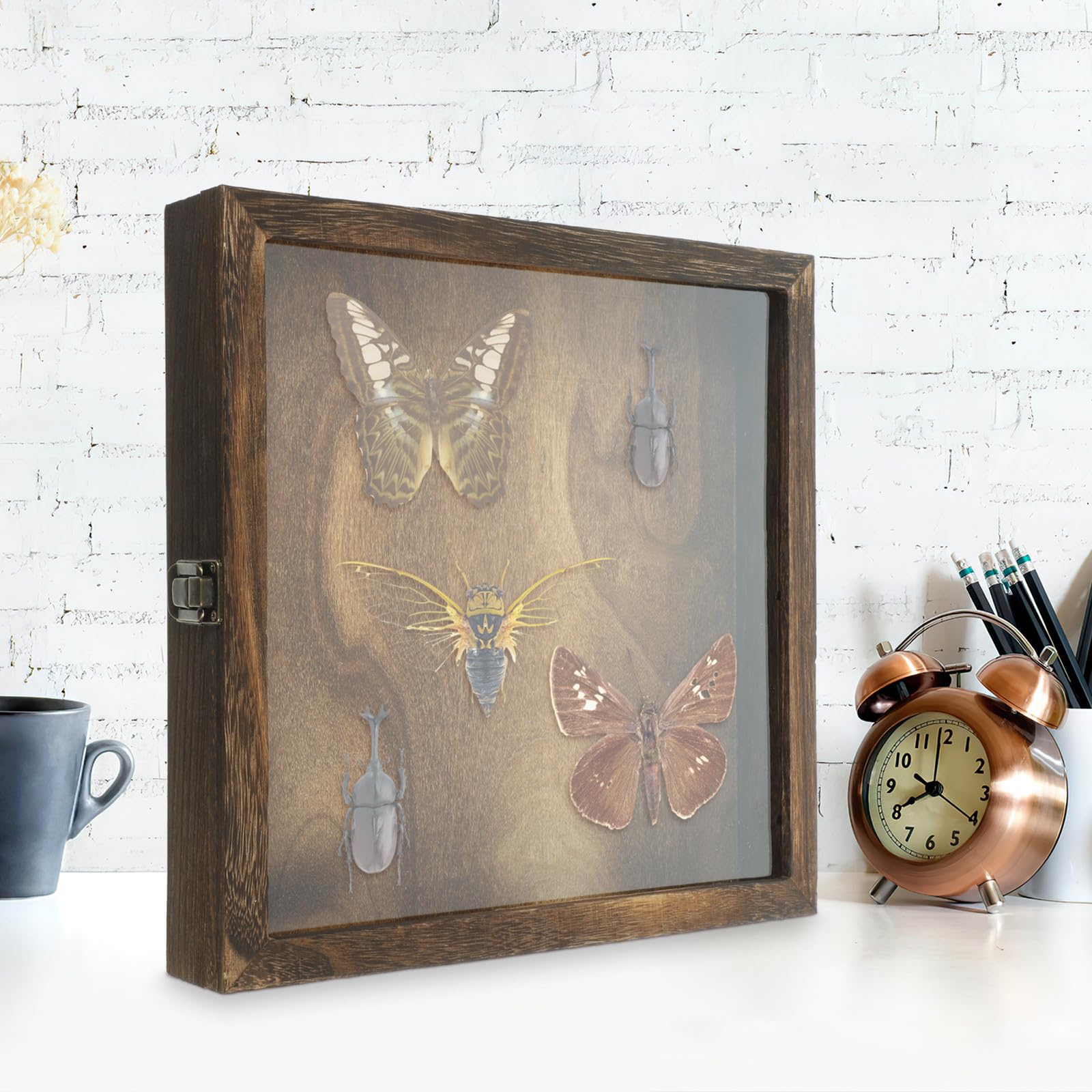 Gatuida Caja de Exhibición de Insectos de Madera Acrílica Portátil Estilo Retro y Tapa Plegable para Colgar en Pared y Almacenar Objetos Estilo