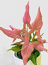 The Four Seasons Syngonium Mickey Pink | Air Purifying | Rare Natural Live Plant in Pot