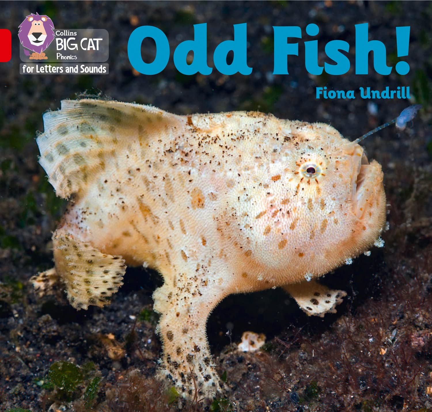 Odd Fish!: Band 02B/Red B (Collins Big Cat Phonics for... - Undrill, Fiona