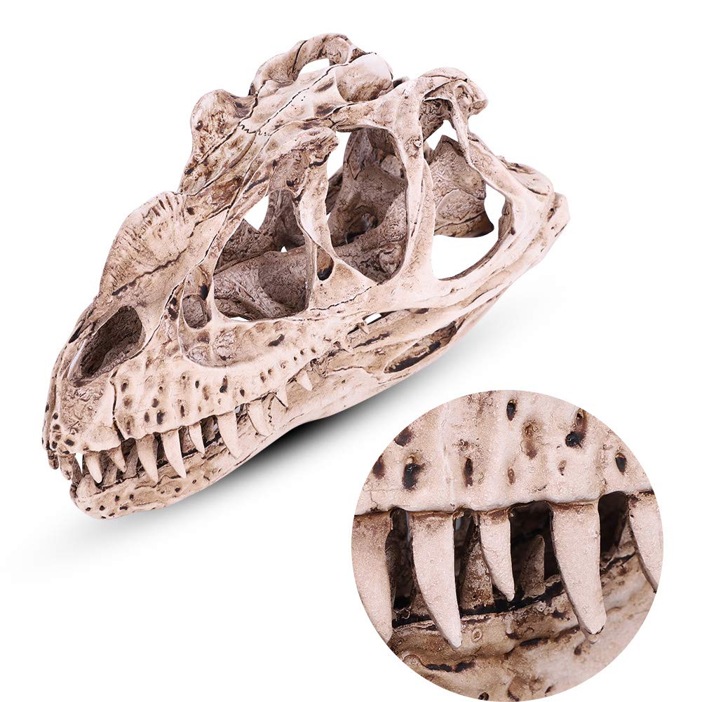 Modello Di Teschio Di Dinosauro In Resina Scheletro Animale Simulato Home Office Decor Craft Insegnamento Prop