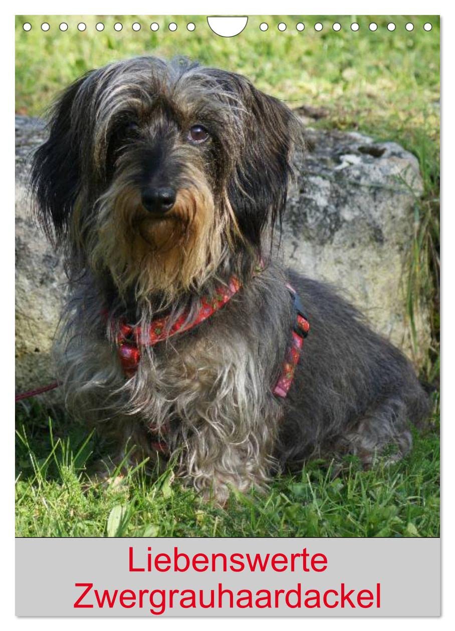 Lovable dwarf gray haired dachshund UK-Version (Wall Calendar 2026 DIN A4 Portrait), CALVENDO 12 Month Wall Calendar