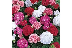 Enhance Your Garden with Vibrant Geraniums: 20+ Mixed Seeds for Perennial Bloom