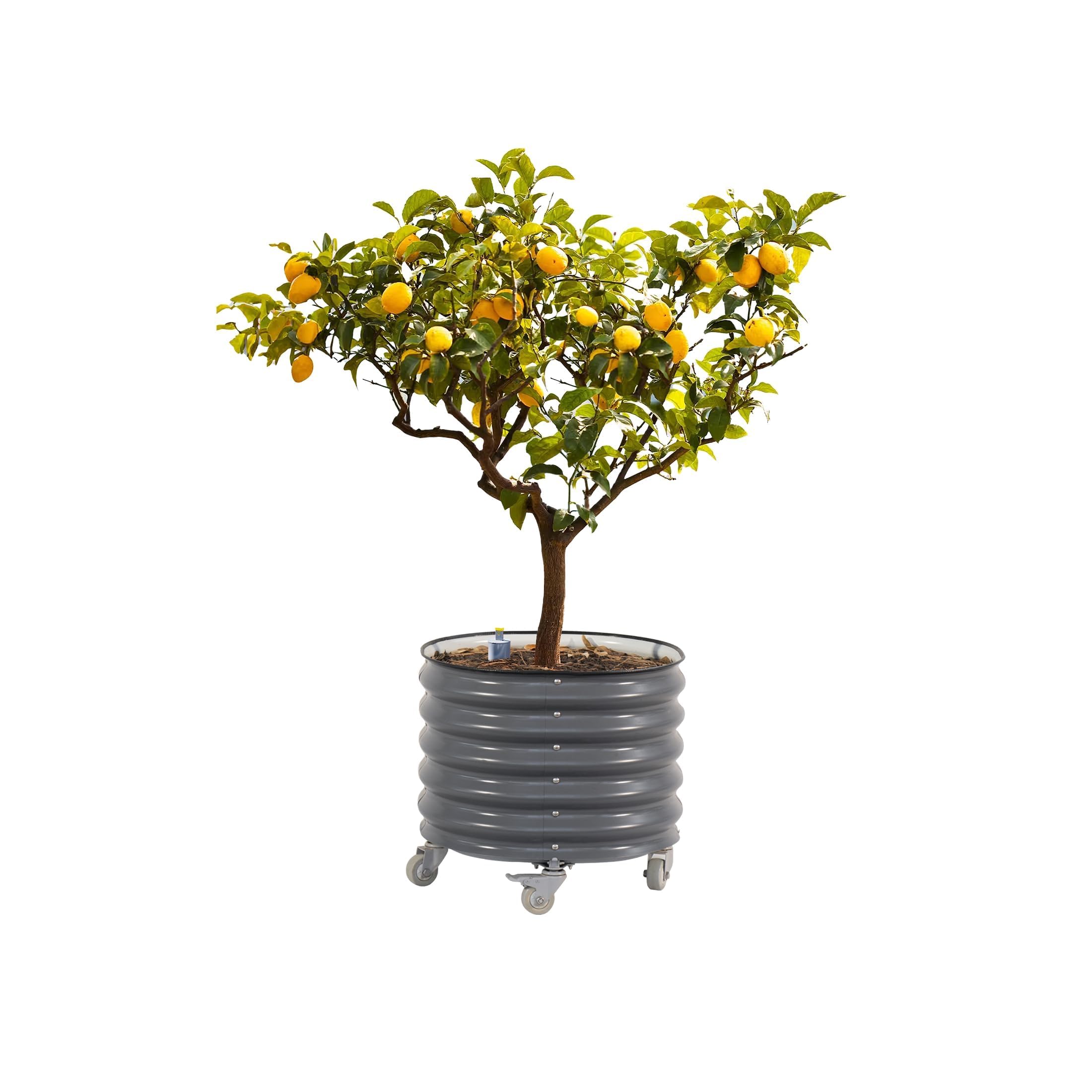 Amazon.com: Rolling Metal Citrus Tree Planter, Self-Watering Round Large Pot  for Growing Trees Tomatoes Outdoor Plants Vegetables and Flowers, Raised  Garden Bed with Wheels for Porch Patio & Backyard, Modern Gray :