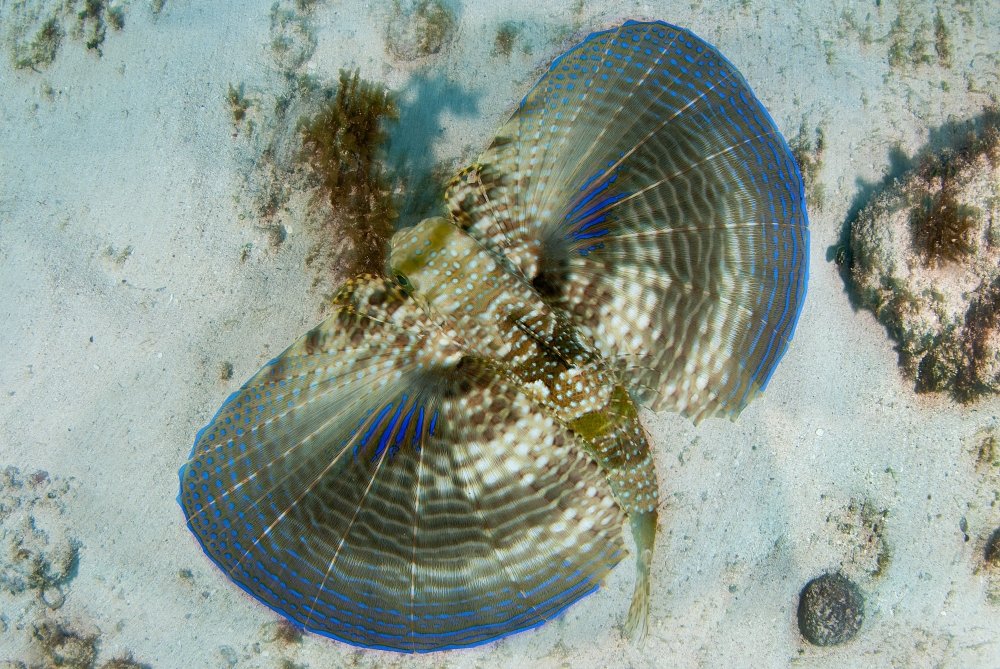 Flying gurnard swimming along the sandy bottom in Caribbean Sea Mexico Poster Print by VWPicsStocktrek Images (17 x 11)