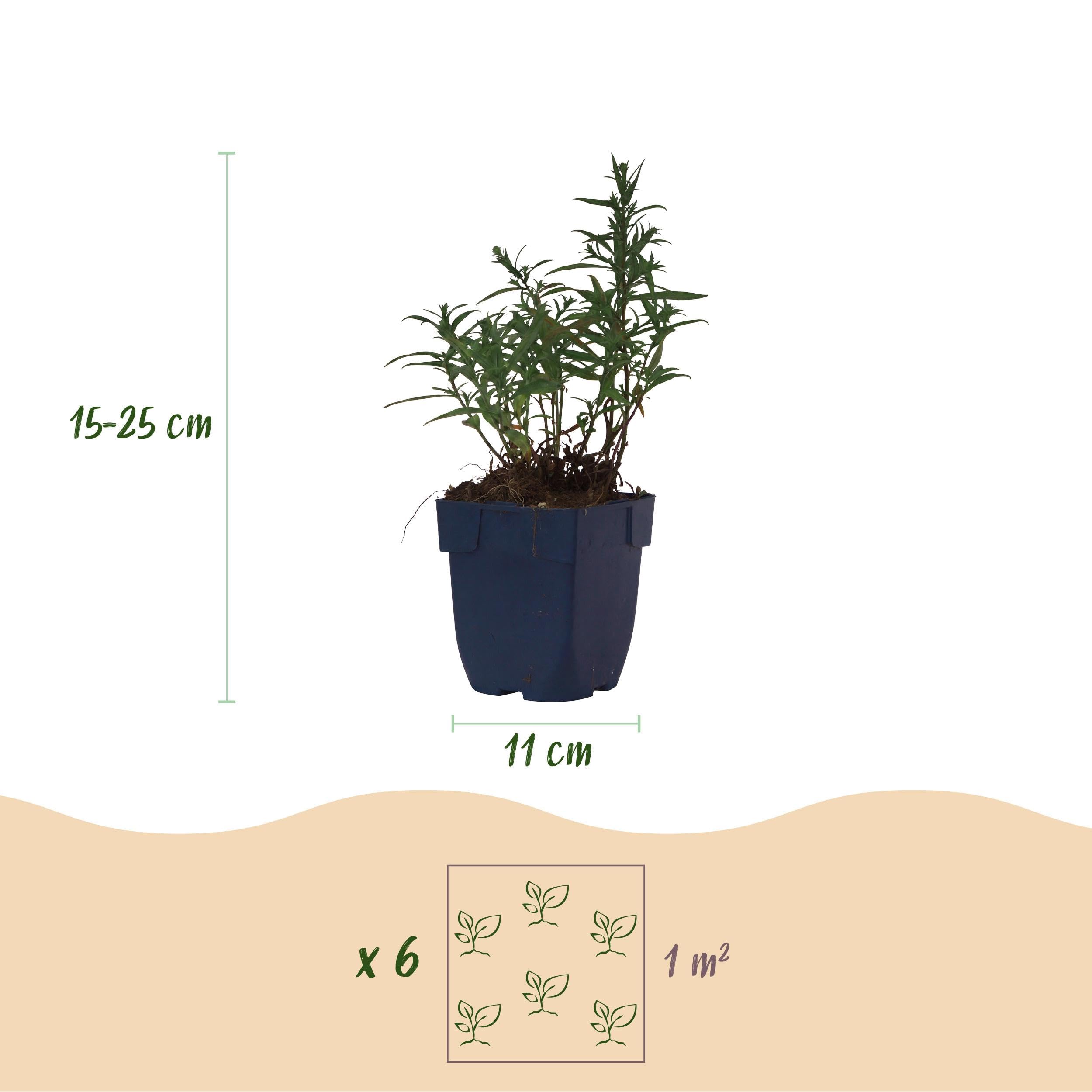 Aster (D) Mittelmeer – Meeresaster – Bienen- und Schmetterlingsmagnet – Violett – 3 Pflanzen - 15-25cm - Ø11cm - Gartenpflanze