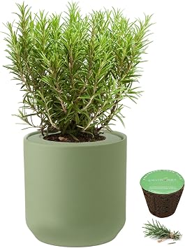 Hydroponic Herb Growing Kit, Self-Watering Kitchen Herb Garden Starter Kit with Green Ceramic Pot and Seeds Rosemary