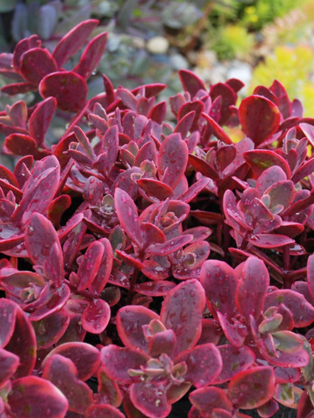 Perennial Farm Marketplace Sedum Sunsparkler 'Wildfire'