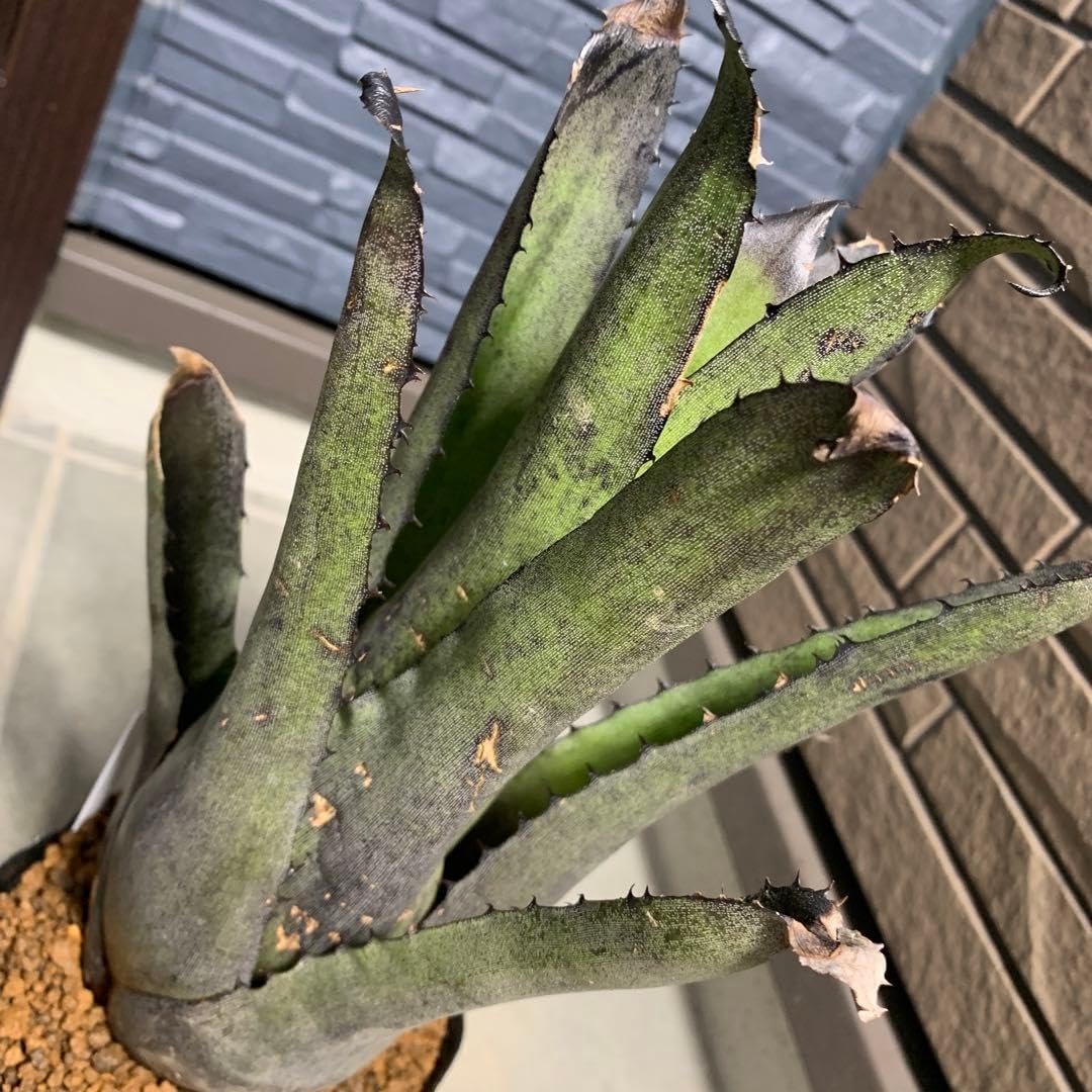 Hohenbergia Leopold-Horstii Double Spin