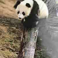 シャンシャンポストカードブック5册（新品未開封） Amazon.co.jp: シャンシャンの夏休み 夏の思い出ポストカード