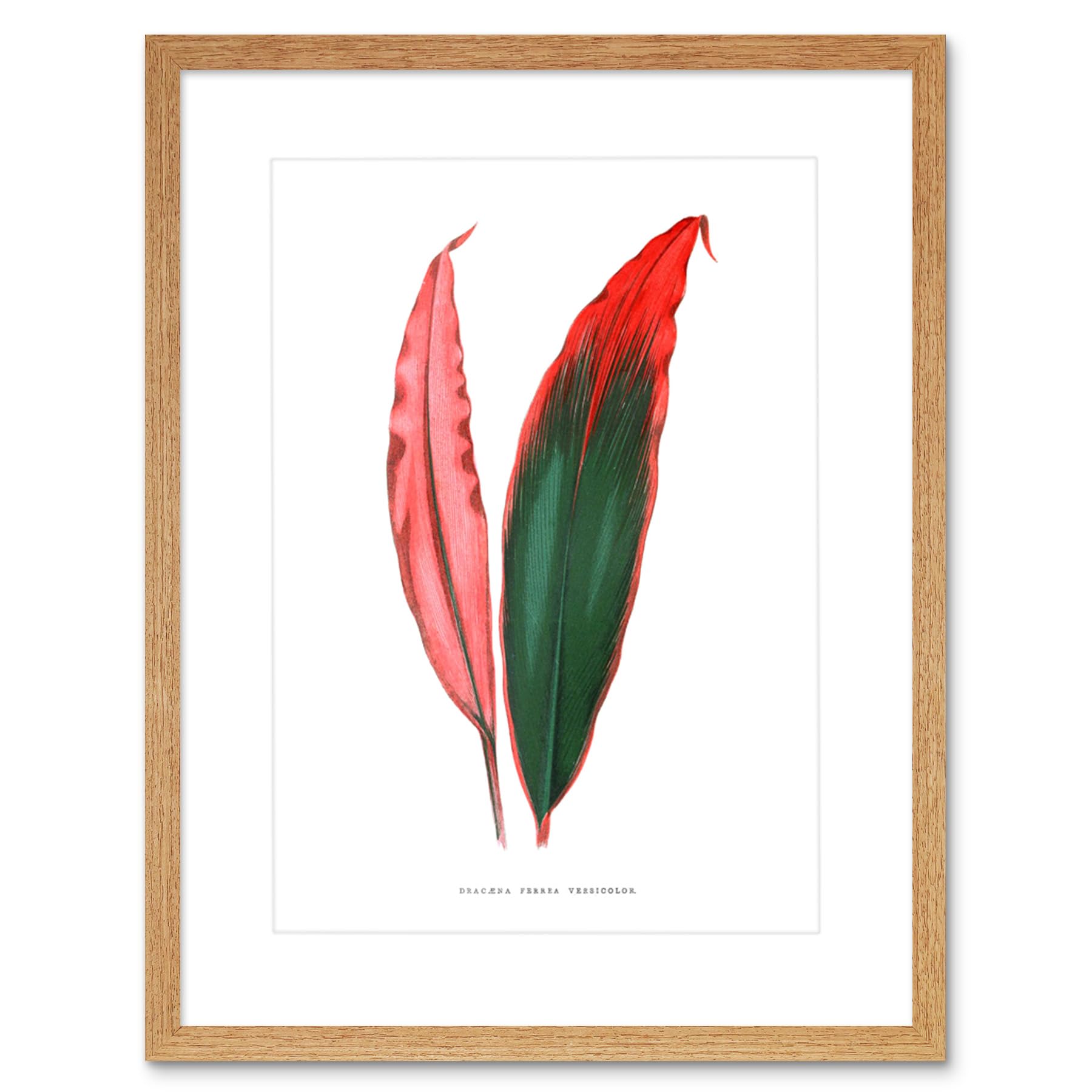 Wee Blue Coo Leaf Dracaena Ferrea Versicolor Art Print Framed Poster Wall Decor 9x7 inch