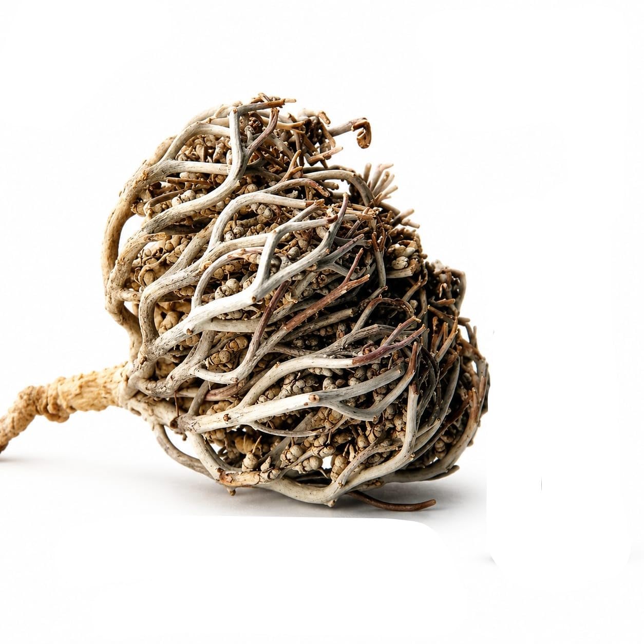 Mariyam Booti Natural Herbs (15g) | Maryam Flower, Labour Support, Womb Strengthening, Conception Aid-image-42