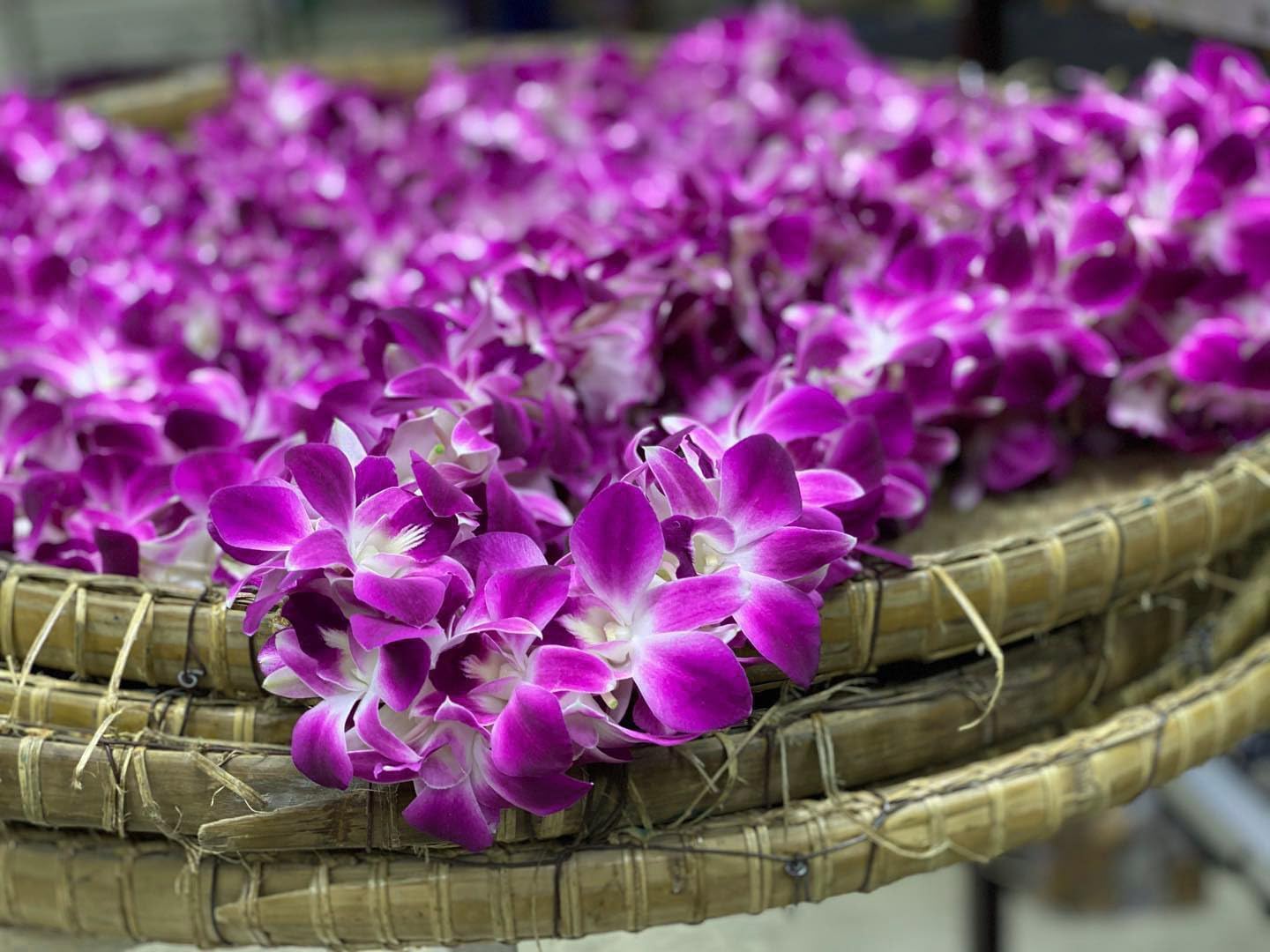 Fresh Perishable Orchid Flower S-LEI OrchidClubUSA Sunne Tropical (PURPLE Sonia, NATURAL SINGLE LEI)