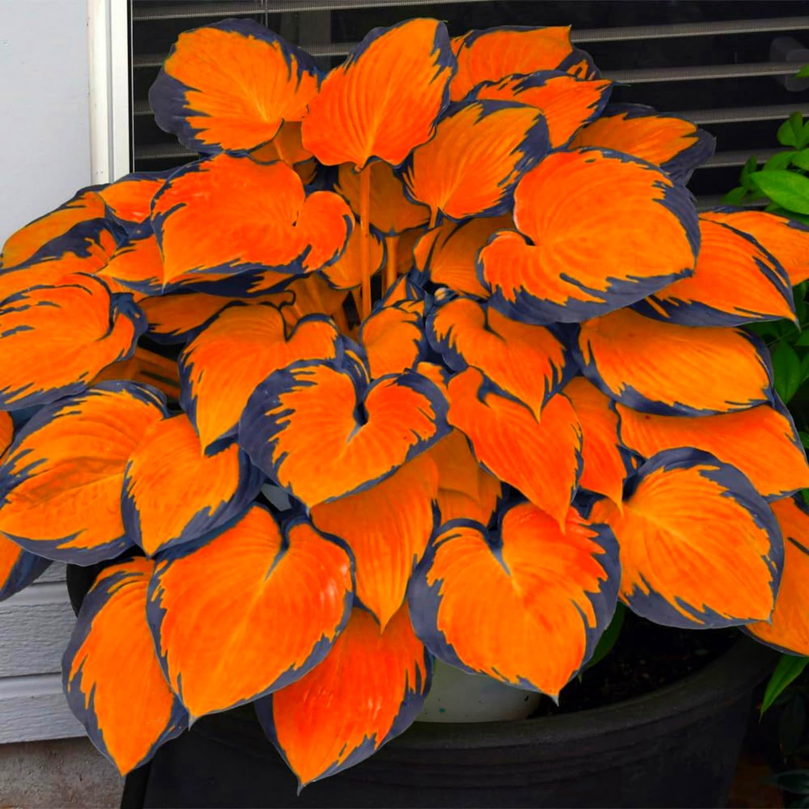 Hosta Bulbs for Planting, Hardy Perennial, Excellent Display, Mix Greening Flower, Natural Organic, Wedding, Balcony Garden, Suitable for Garden Plants-6 Bulbs-E