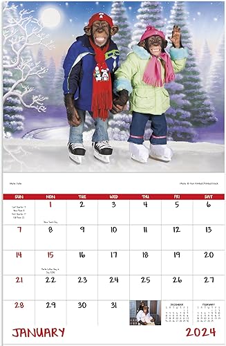 Miniatura 2 de Monkey Mischief Funny - Calendario de pared colgante 2024  19 x 11 pulgadas (abierto) planificador y organizador de citas mensuales 2024. Monos