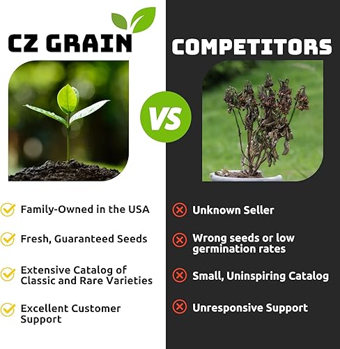 Vista 6 de Semillas de cultivo de cobertura de centeno, grano de centeno sin OMG (bolsa de 25 libras) - Semillas de centeno de invierno