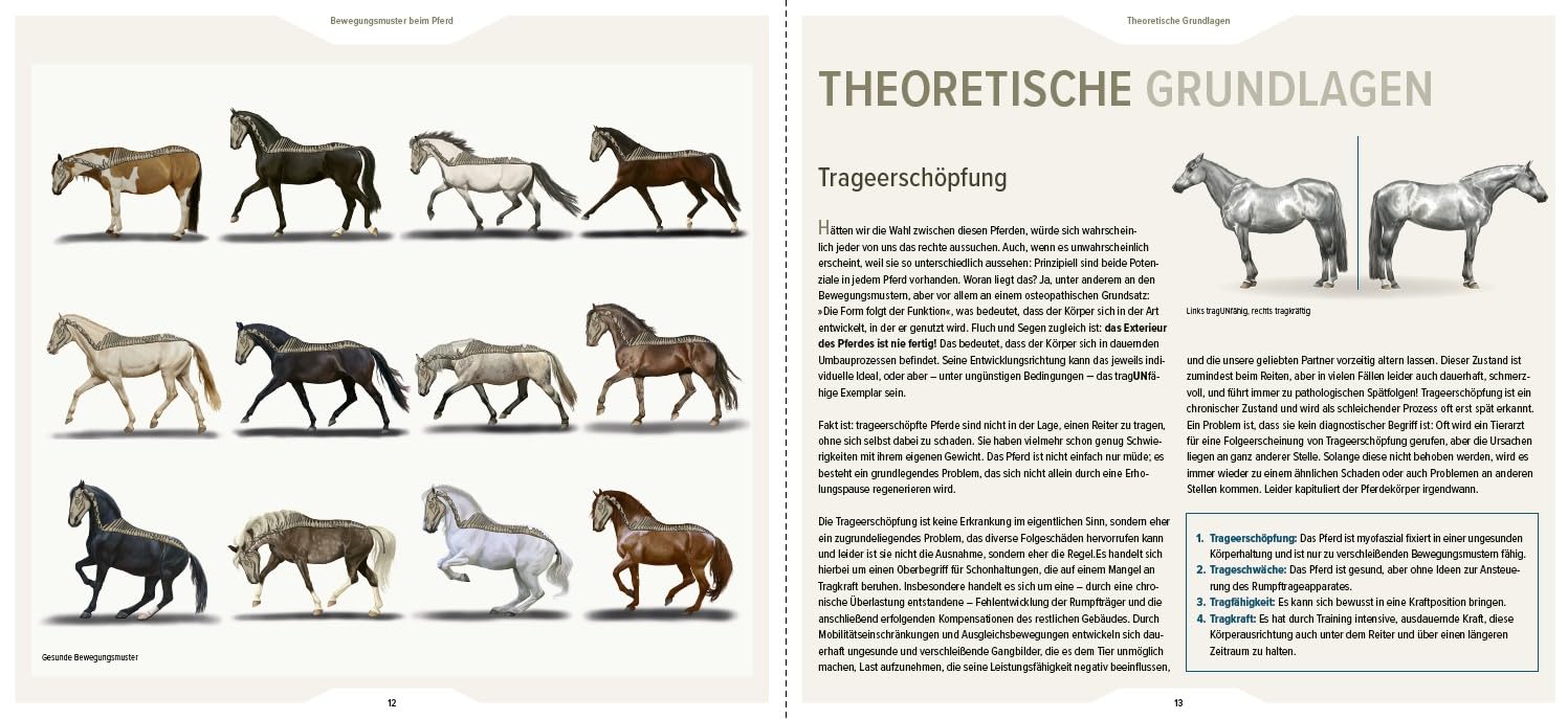 Bewegungsmuster beim Pferd: Gesunderhaltung durch Kenntnisse der funktionellen Anatomie