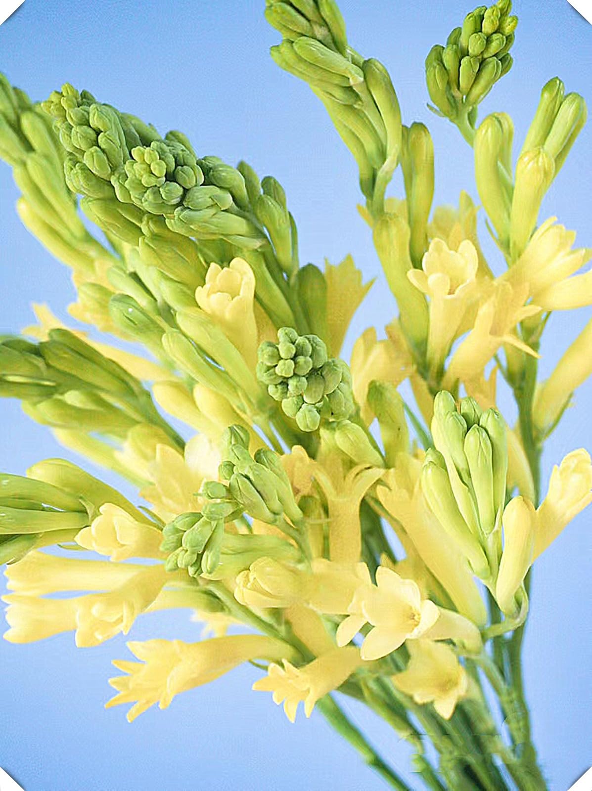 Tuberose Bulbs for Planting,Tuberose Bulbs Mix,Excellent Display Indoor Perennial Balcony Garden Bulbs,Flowering Rhizome,Tuberose Tubers Uk-6Bulbs-F