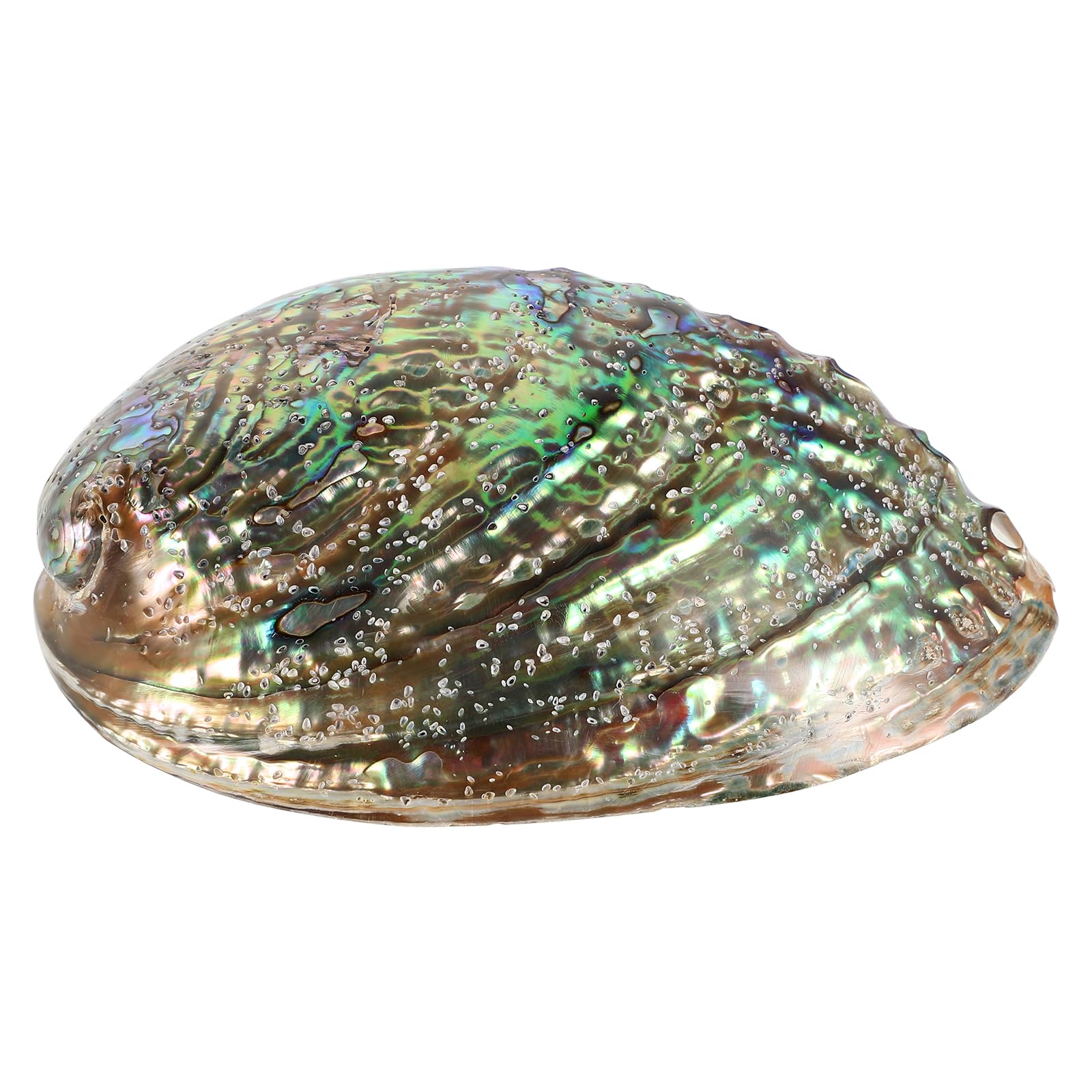 BESPORTBLE Abalone Shell Abalone Shell Abalone Seashells 10-12cm Polished Abalone Sea Shell Healing Stone Smudging Bowl Ornament for Home Office Decor Natural Abalone Shell