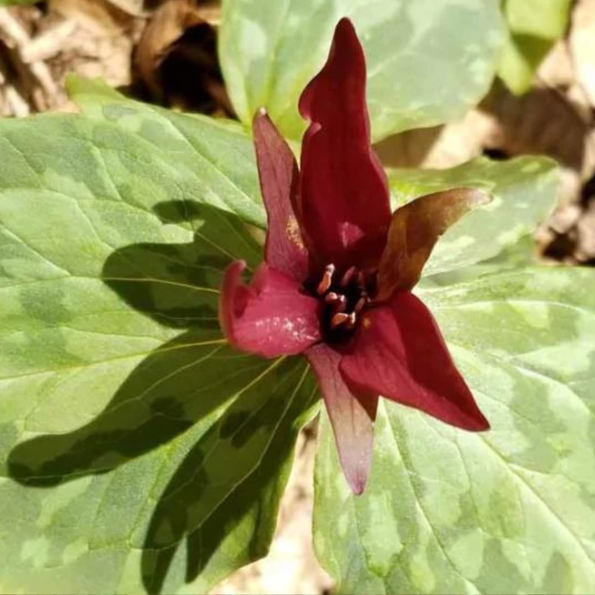 Red Toadshade Trillium - Fragrant Woodland Garden Plant - 10 Root Systems, Bulbs Included - Perennial Flower for Bee and Hummingbird Pollinators - Spring Planting Bulk Pack