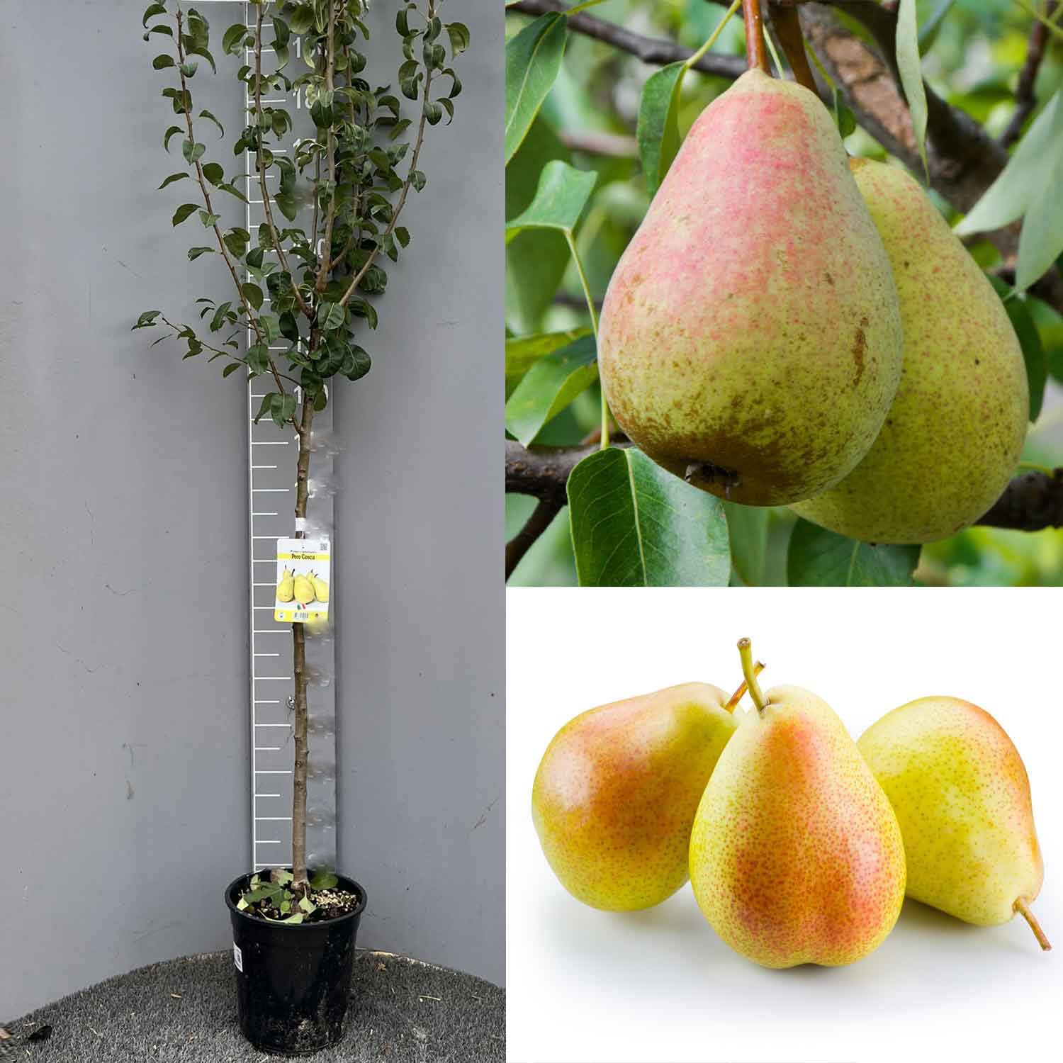 SAVINI VIVAI Pianta di Pero Coscia Piante da Frutto Albero di Pera in vaso 22-24 cm 2-3 Anni Altezza 130-150 cm Made in Italy