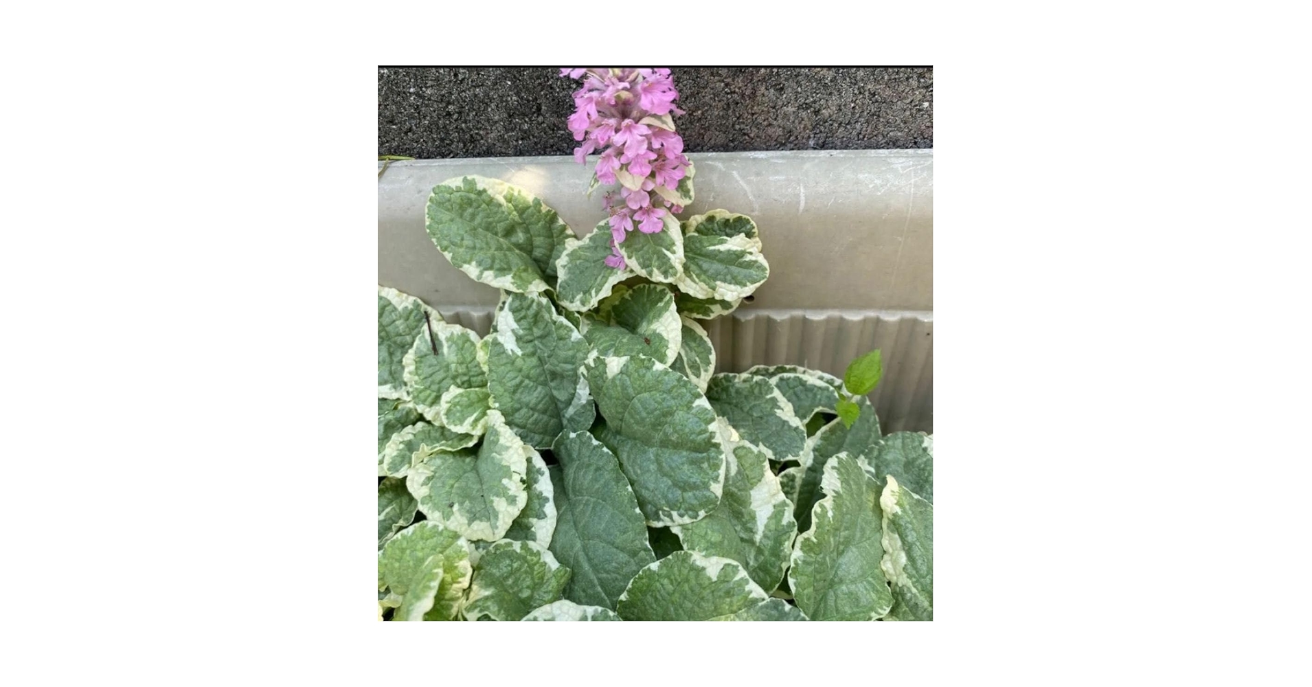 Amazon.co.jp: アジュガ ピンク花 ピンクライトニング 抜き苗2本 : DIY Amazon.co.jp: アジュガ ピンク花 ピンクライトニング 抜き苗2本 : DIY