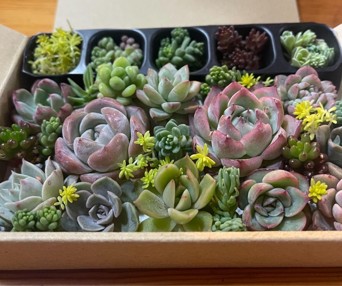 Amazon.co.jp: 韓国苗モンロー ピンククリスタル入り多肉植物 