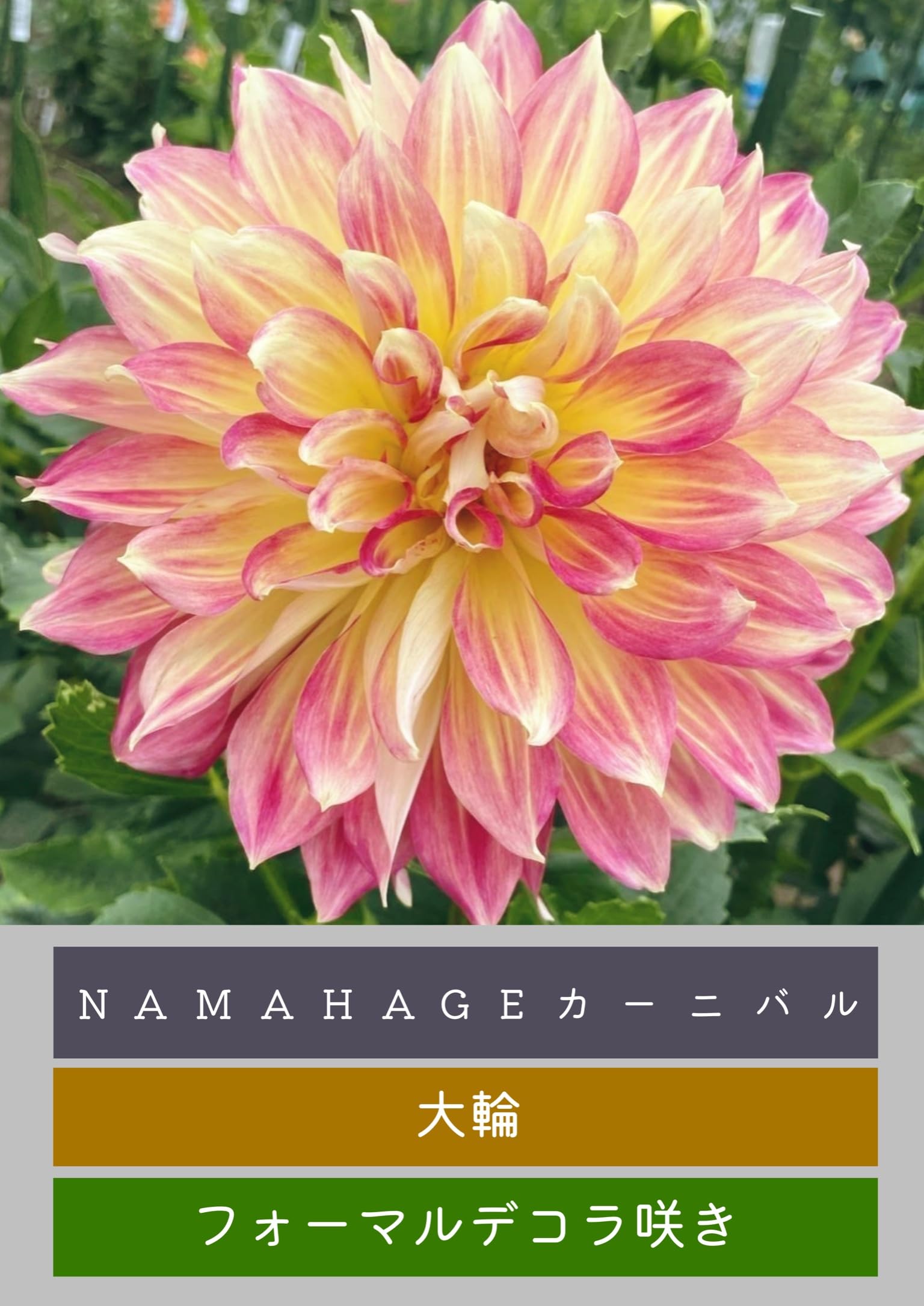 ダリア球根　ご予約画面 Amazon.co.jp: 未発芽ダリア球根セット【予約販売】11月出荷予定分 (4