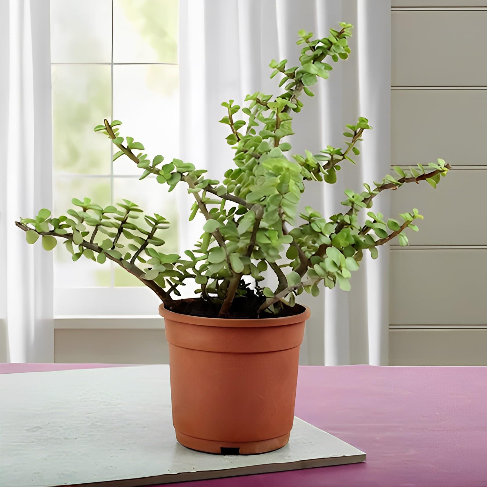 GrowHeaven Live Real Jade Plant Carsulla Ovata Original Plant Good Luck Money Plant With Pot For Home Decor Indoor/outdoor (B0D1N8W1MF) Amazon Price History, Amazon Price Tracker