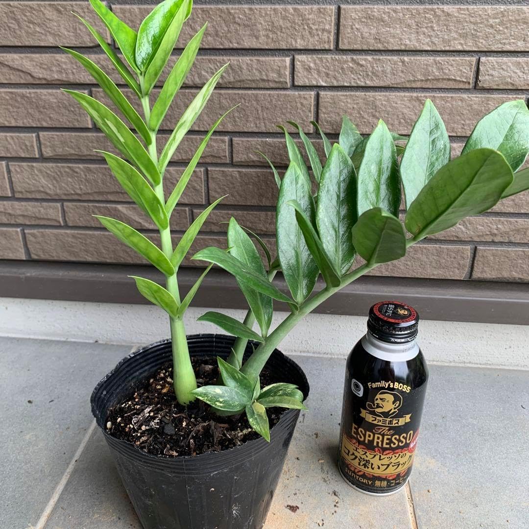 現品 ザミオクルカス 斑入り 希少 レア 観葉植物 インテリアグリーン