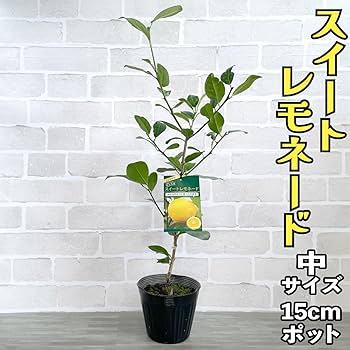 値下げ中‼︎ 手渡し品②スイートレモネード取木苗　実付き 71kFScb8R0L._UF350,350_QL80_.jpg