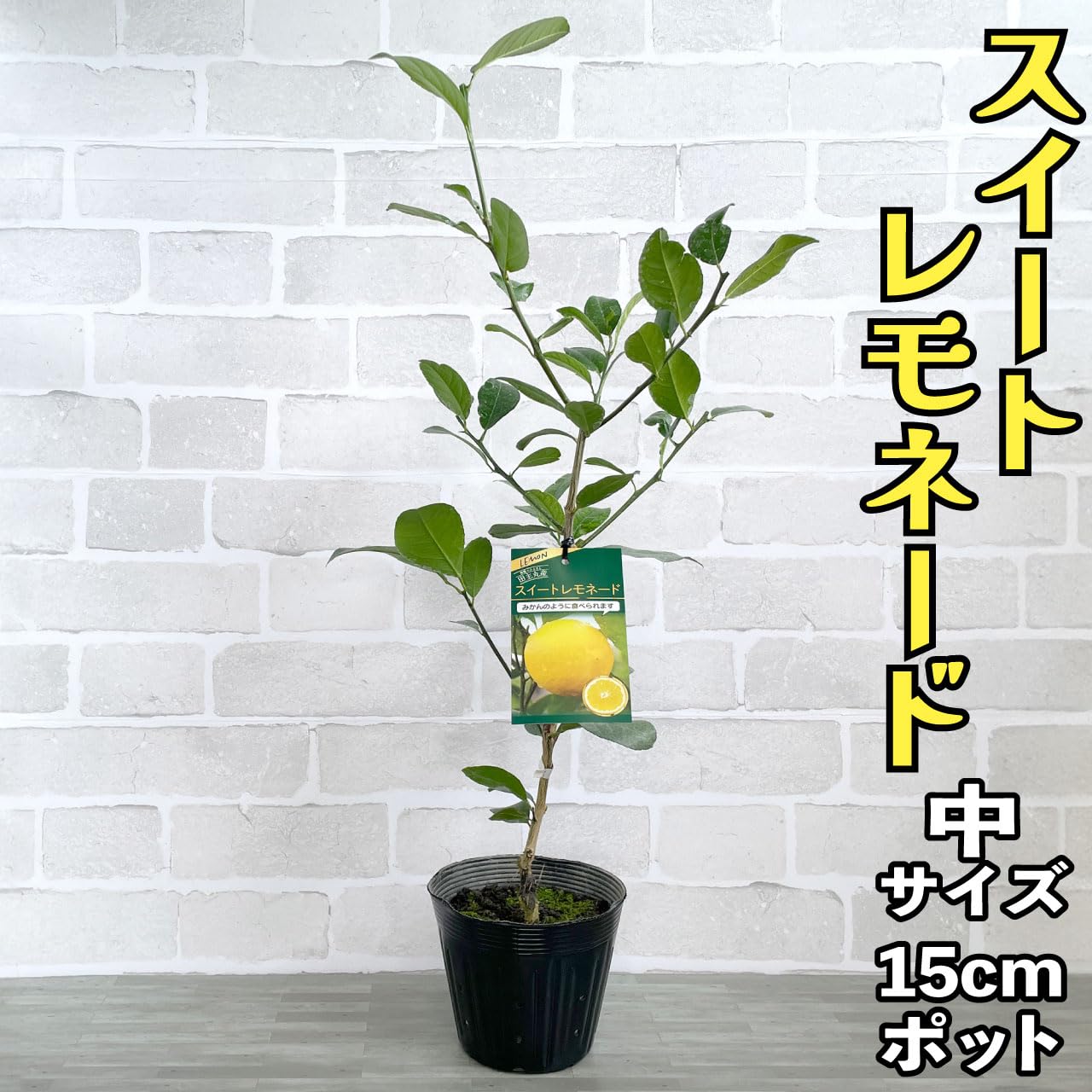 Amazon.co.jp: レモン 苗木 スイートレモネード [中] 15cmポット