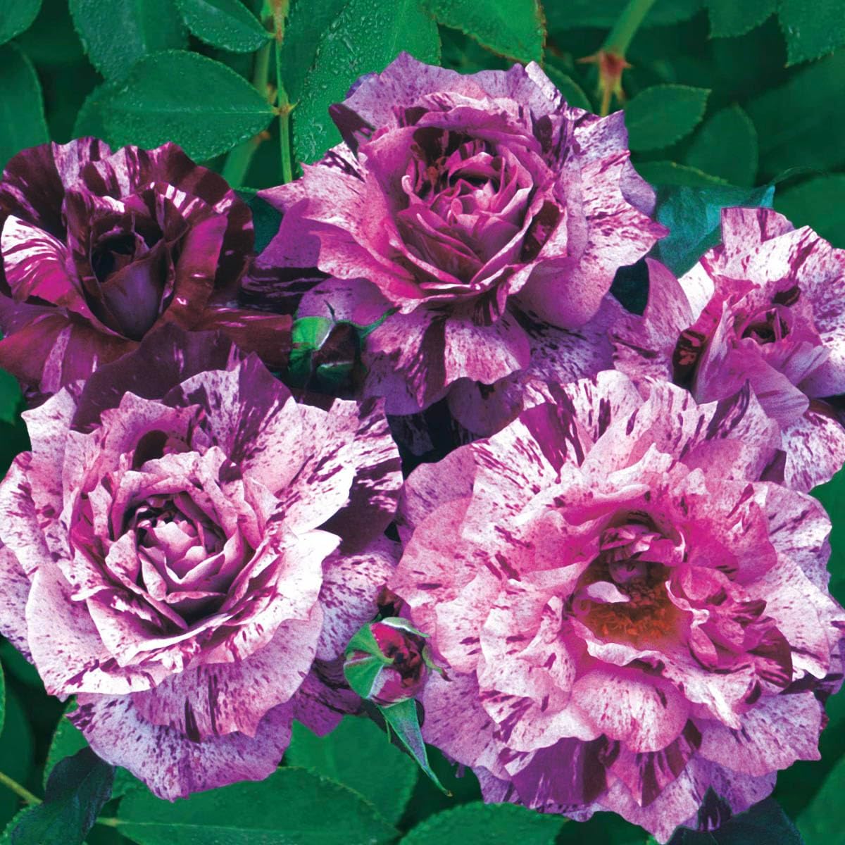 SPRING HILL NURSERIES - Purple Tiger Floribunda Rose Dormant Bare Root Plant (1-Pack)