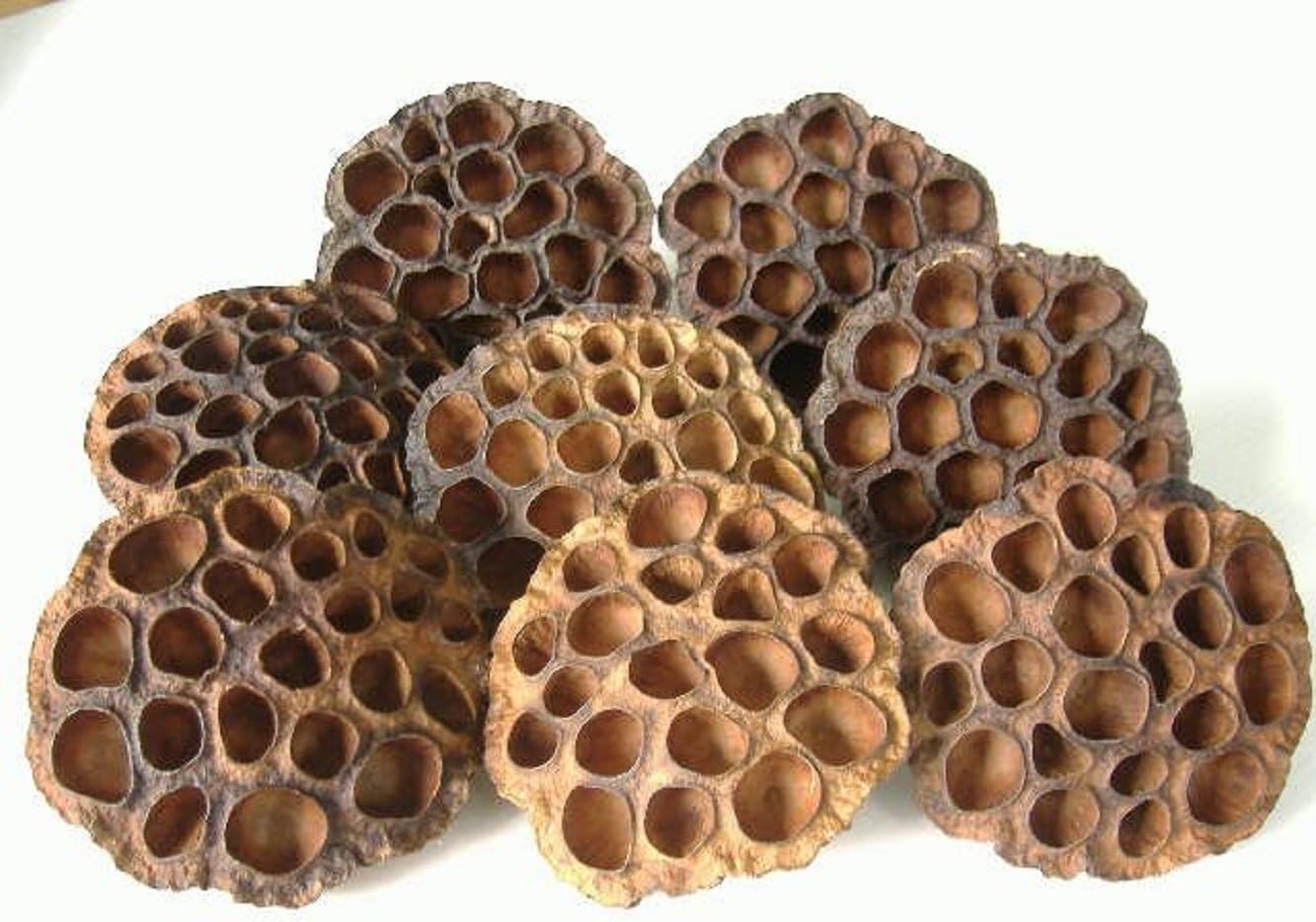 Dried Brown Lotus Pods - Approx. 8 Large Pods