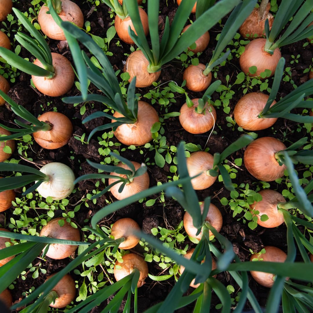 Alpi Nature Oignon en Flocons 1kg, Morceaux d'Oignon 5-30mm, Oignons Séchés et Hachés pour la Cuisson