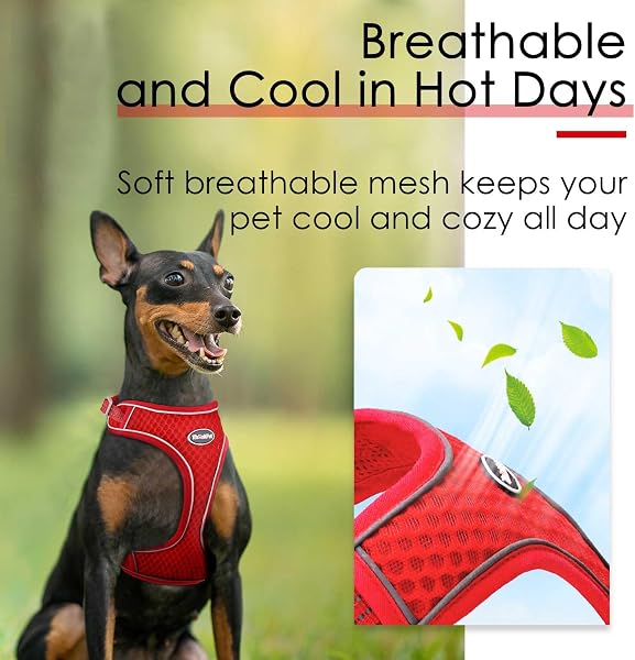 ThinkPet ThinkPet Reflective Breathable Soft Air Mesh No Pull Puppy Choke Free Over Head Vest Ventilation Harness for Puppy Small Medium Dogs (Red,L) in use