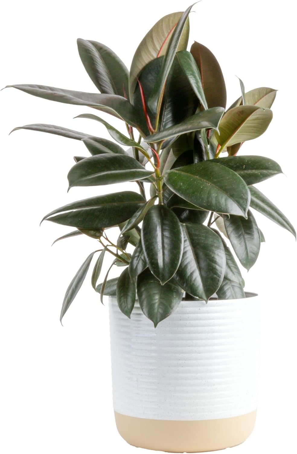 Costa Farms Burgundy Rubber Plant, Live Indoor Ficus Elastica Tree, Live Indoors Houseplant in Decor Planter Pot, Potting Soil Mix, Gift for Housewarming New House, Home or Office Decor, 2-3 Feet Tall