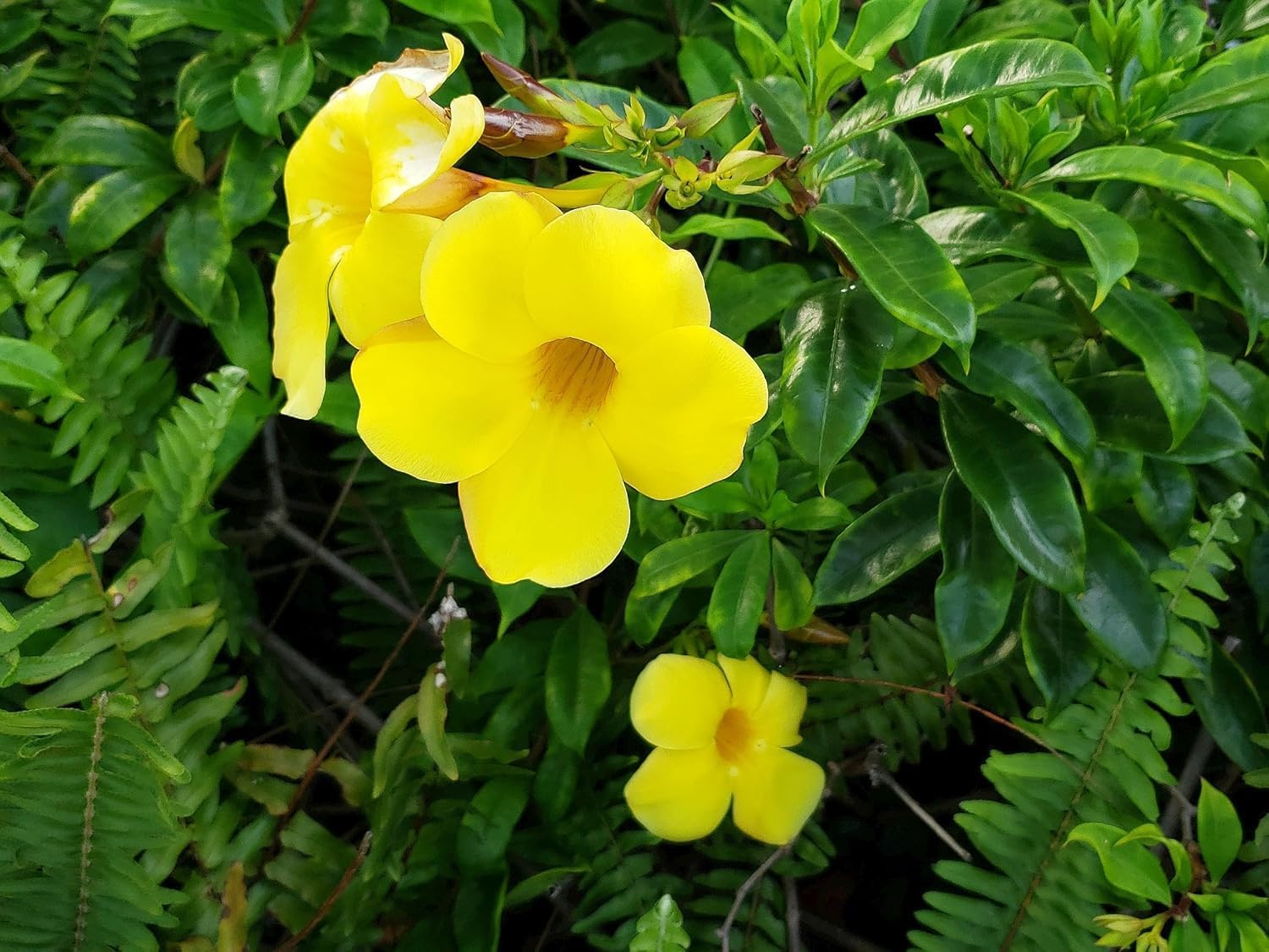 Allamanda Golden Trumpet - Pack of 2 Live Plants - 'Brown Bud' Hendersonii - 4-6 Inches Tall - Tropical Yellow Blooms, Great for Containers, Easy to Grow