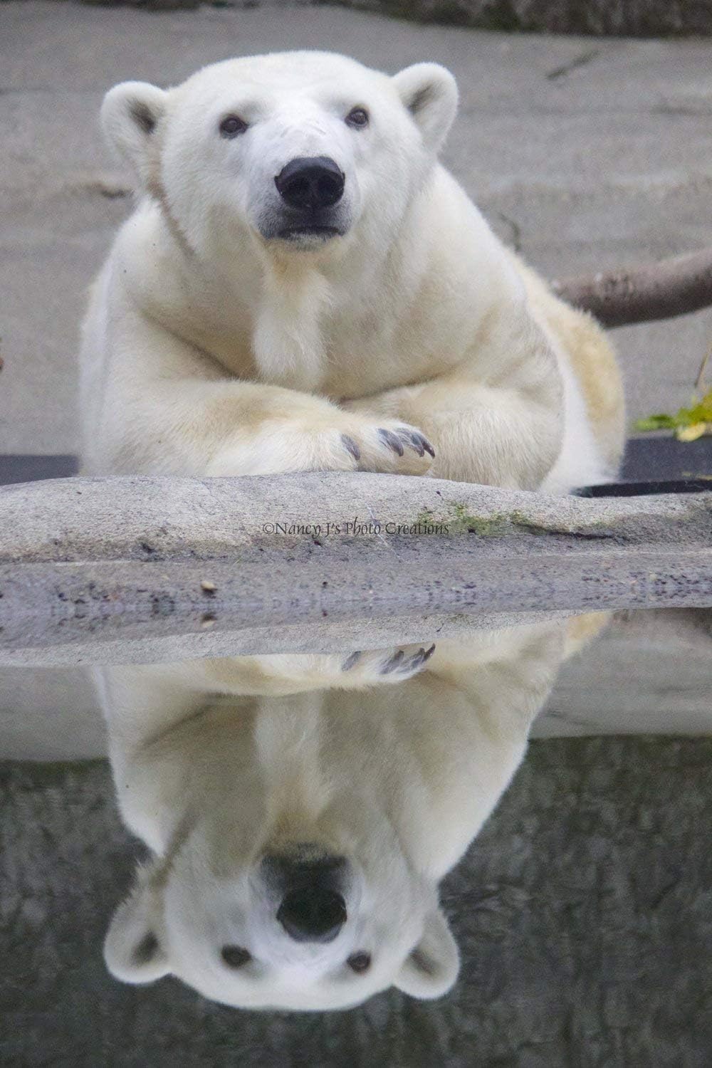 Children's Room or Nursery Wall Art CANVAS Print Curious Polar Bear Photograph White Grey Decor Ready to Hang 8x12 12x18 16x24 20x30