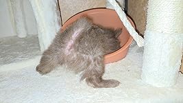 Review Image by DragonQueen DragonQueen