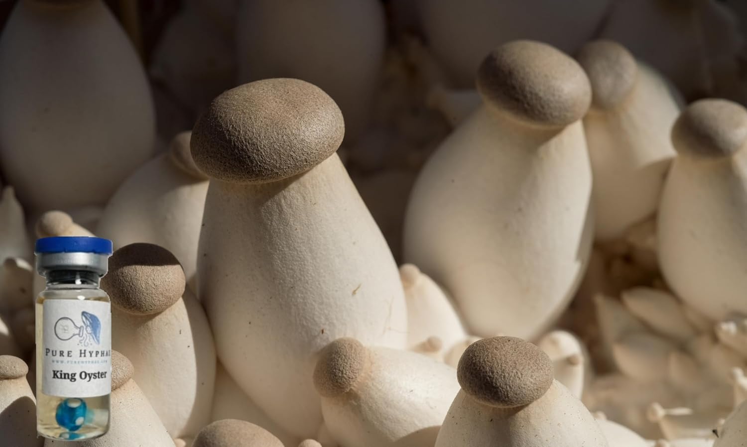 King Trumpet Oyster Mushroom Mycelium - (Pleurotus eryngii) (20ml Glass Vial Liquid Culture)