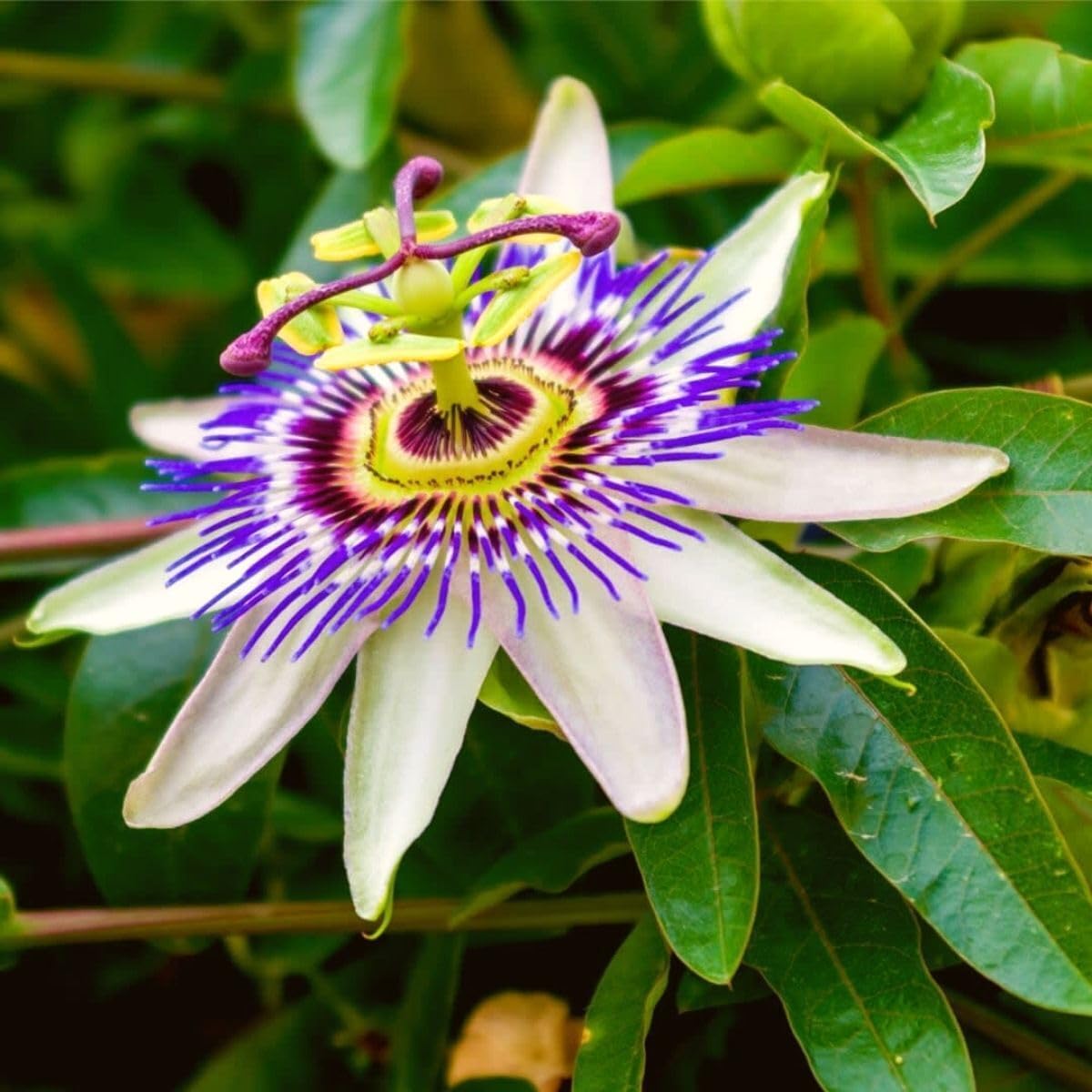 Passiflora Caerulea pianta rampicante in vaso ø19 cm h. 90/100 cm FOTO REALE Vivaio di Castelletto