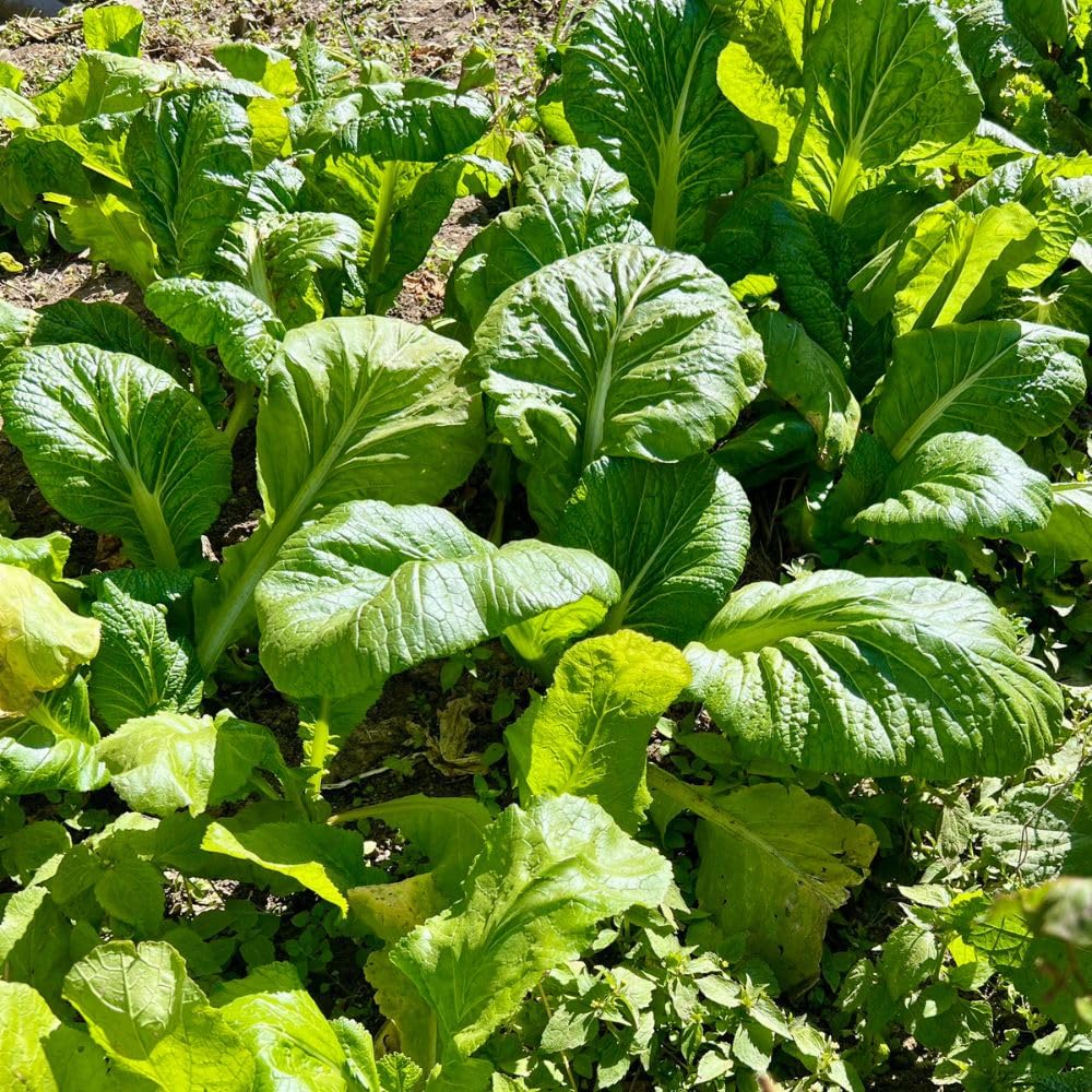 Easy Growing for Home Garden, Kitchen Garden, Terrace & Balcony (Rai Saag)-image-6