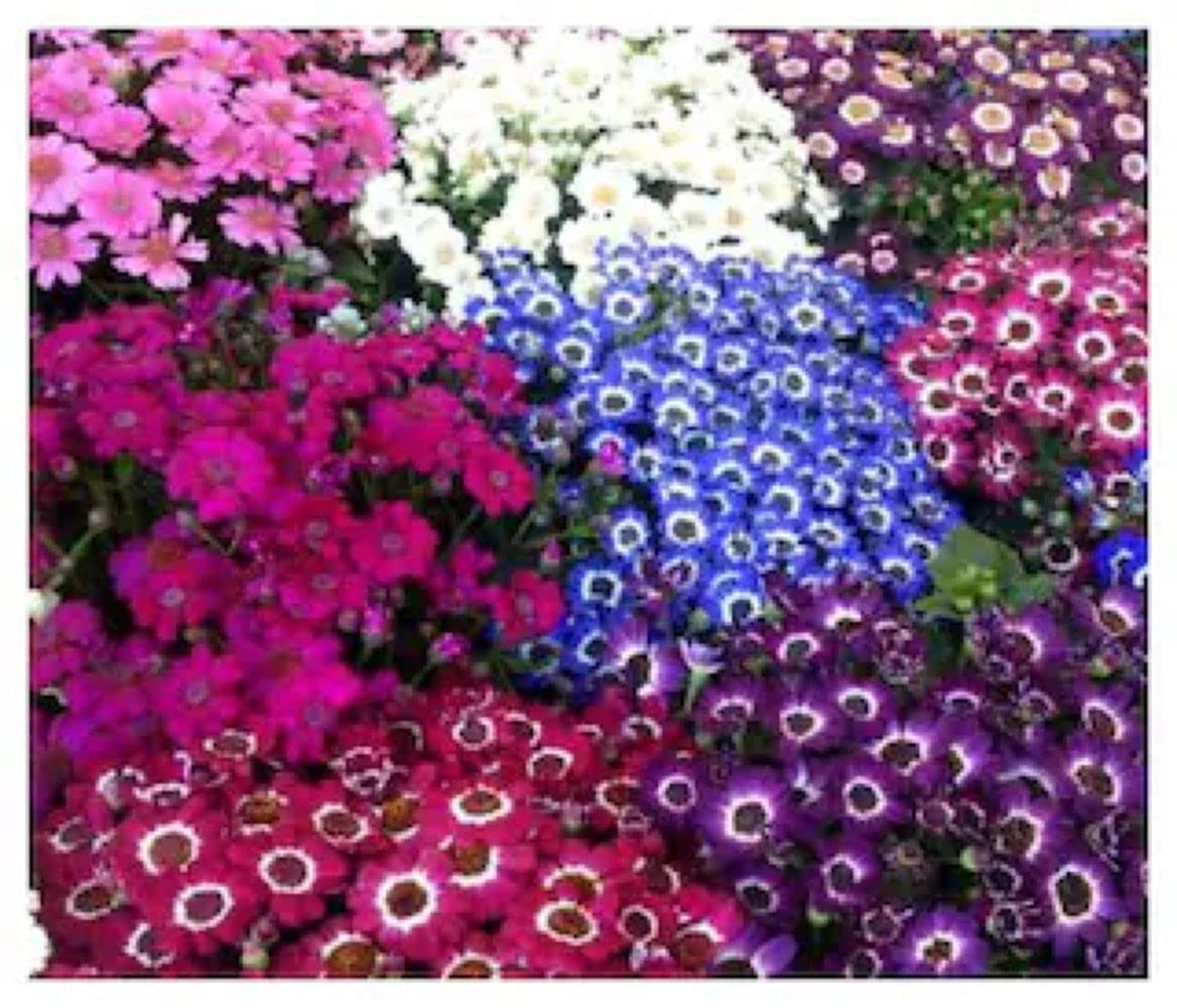 PLANTOGALLERY Flower Seeds | Cineraria Mix Color Flower Seeds (100 seeds pack) (B09BG6DPN5) Amazon Price History, Amazon Price Tracker