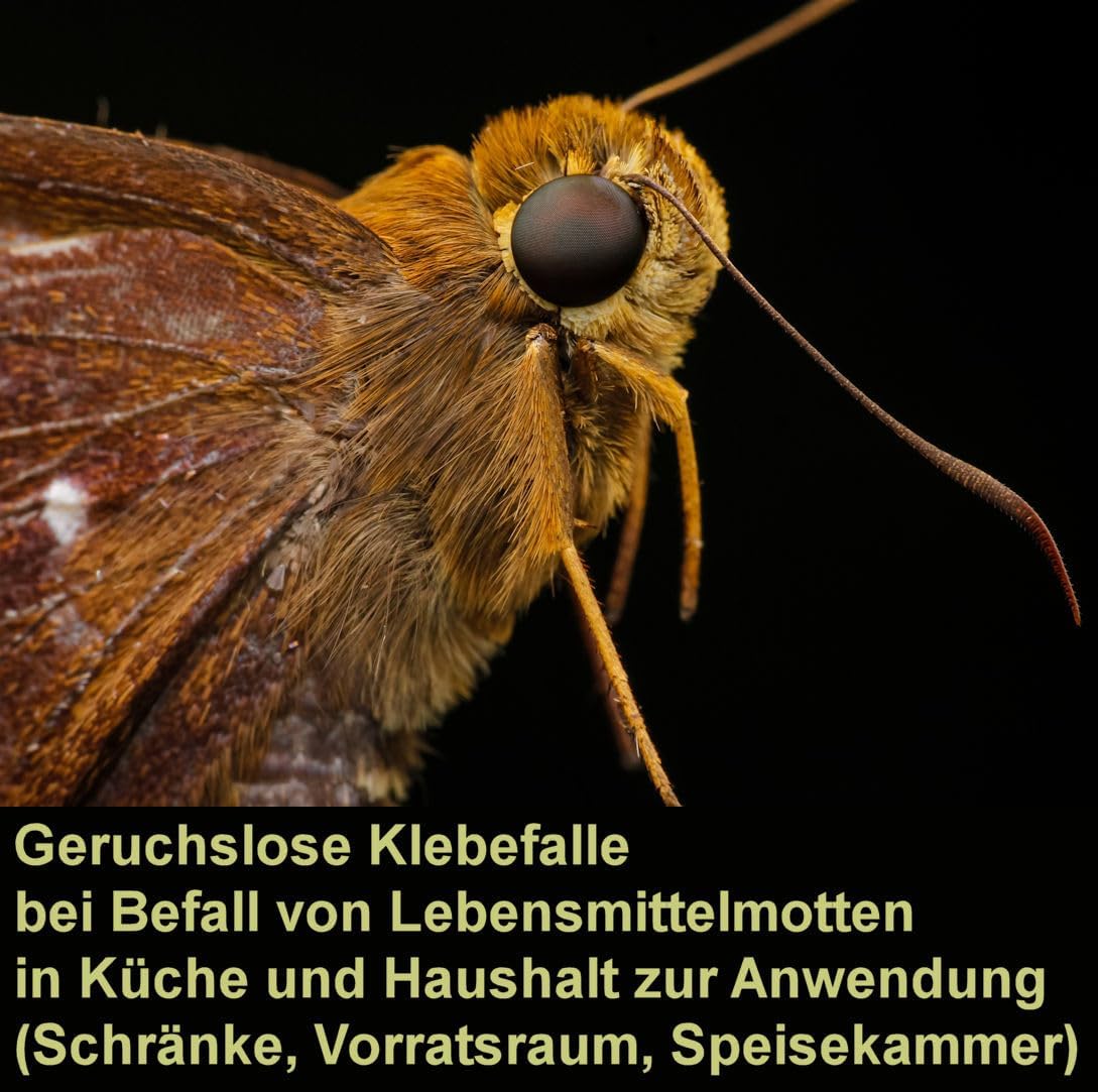 Die besten Lösungen gegen Lebensmittelmotten: 2 Stück Leimfalle im Test