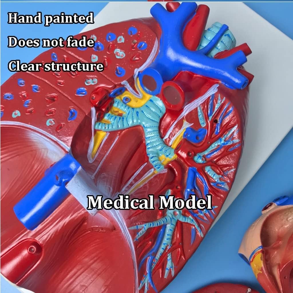 Human Respiratory Systems Heart and Lung Anatomical Model, W/7 Removable Parts Laryngeal Heart Lung Structure Teaching Model, for Medical Study Education Display