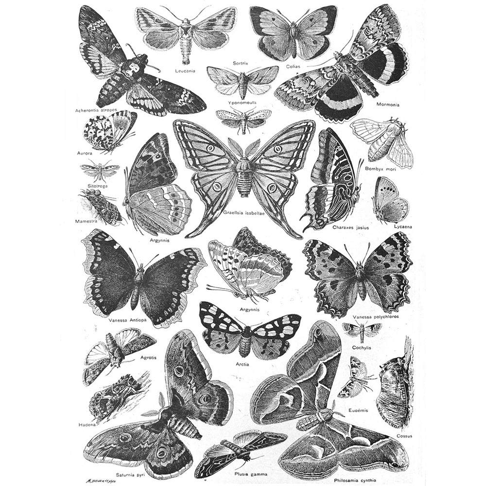 Wee Blue Coo Scientific Illustration Butterfly Moth Black White Drawing Art Print Poster Wall Decor 12X16 Inch
